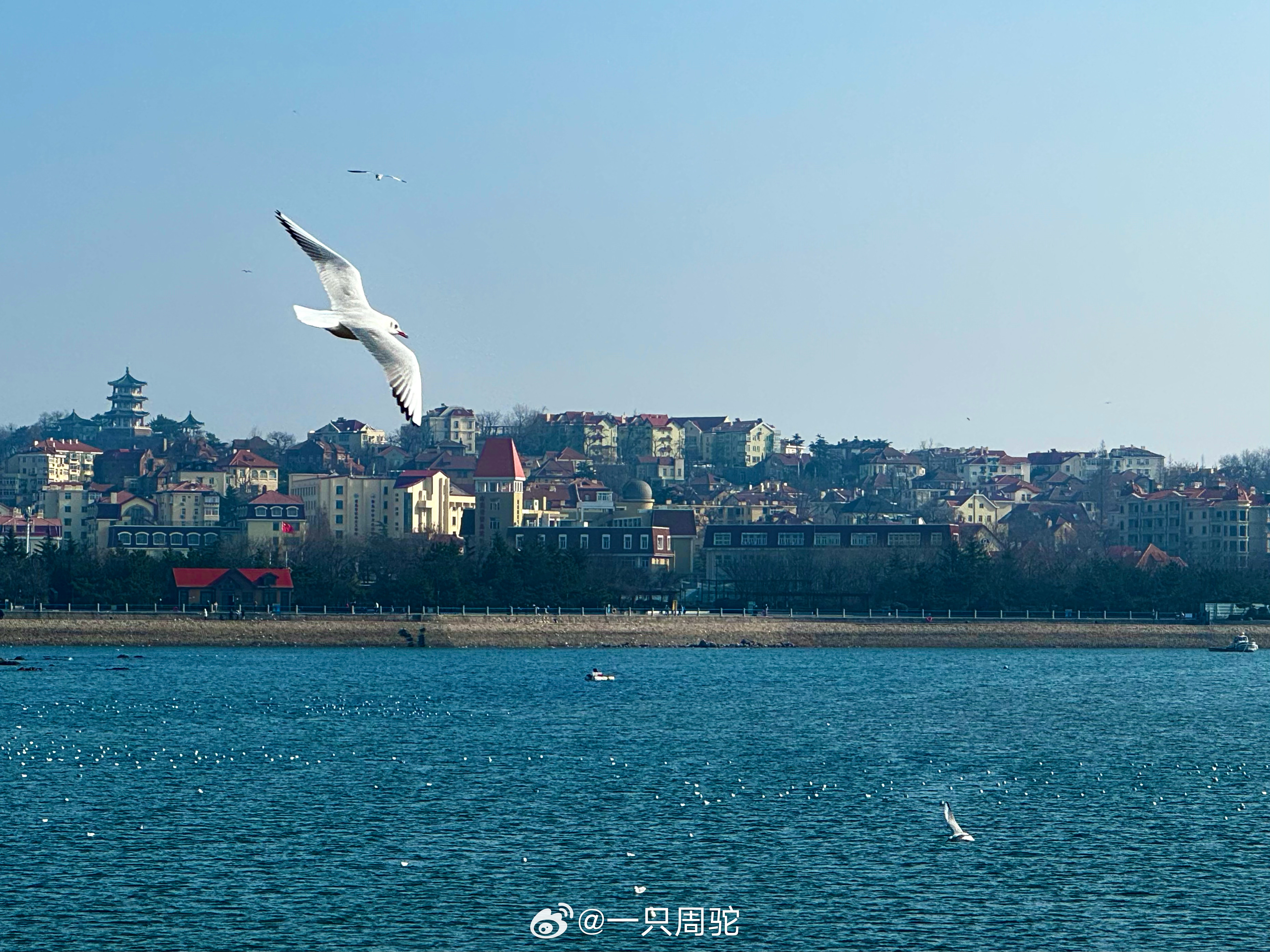 海鸥聊天——城市中的自然对话