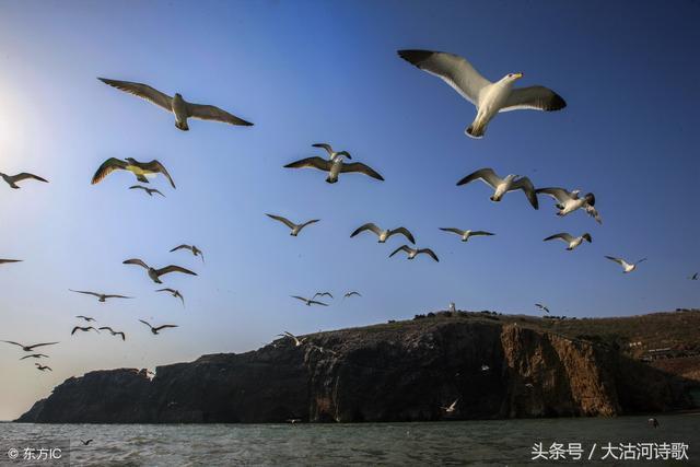 歌曲海鸥——自由与孤独的交响曲