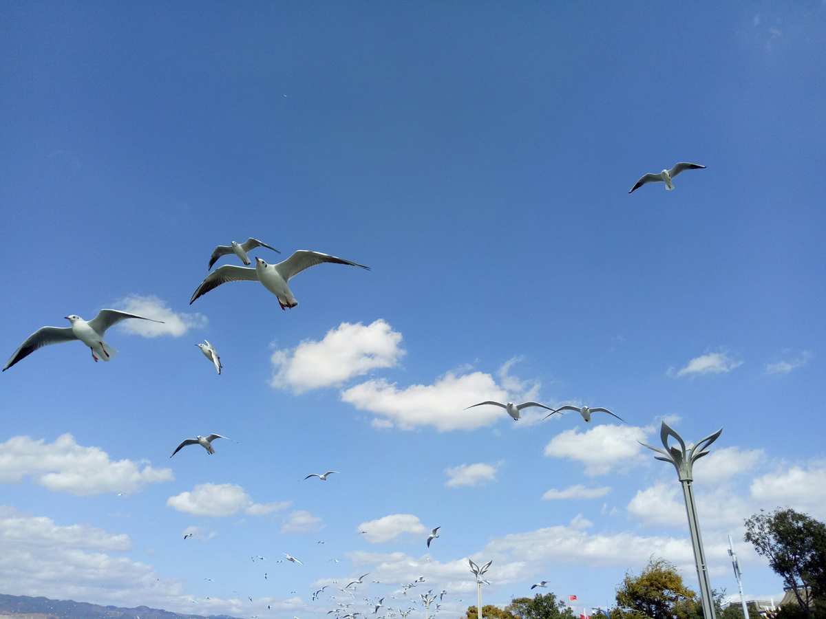 海鸥飞处彩云飞的浪漫之旅——主角的深情篇章