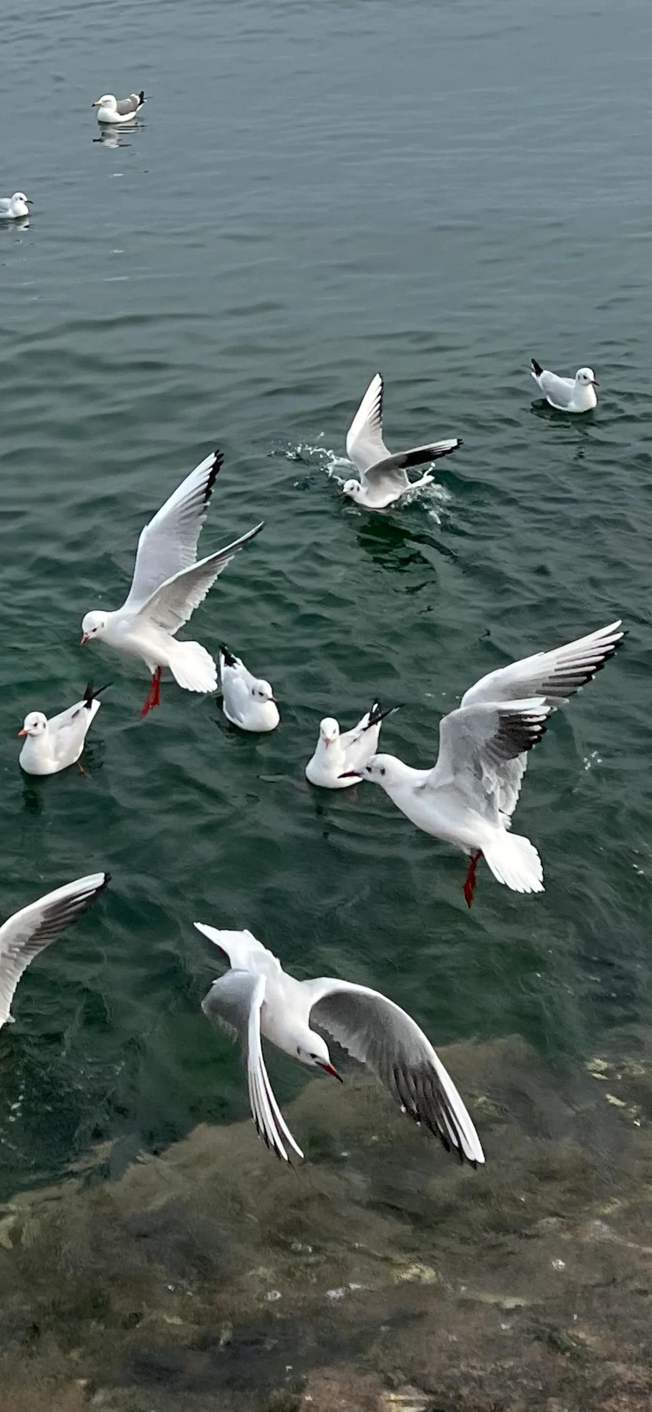 海鸥飞处彩云飞的浪漫与怀旧——一部时代记忆的电视剧回顾