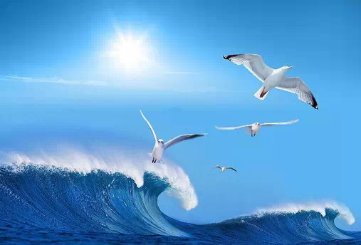海鸥，我们的朋友——一首儿歌的温馨记忆