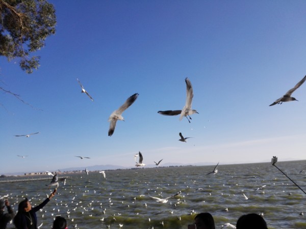 海鸥，我们的朋友——一曲自然之歌的完整诠释