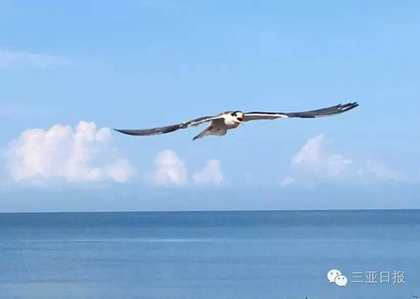 歌曲海鸥，我们的朋友——人与自然和谐共生的美好旋律