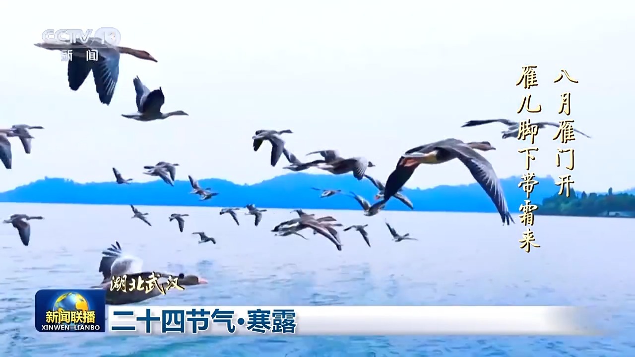 海鸥乔纳森的飞翔之旅——手抄报创作心得与感悟