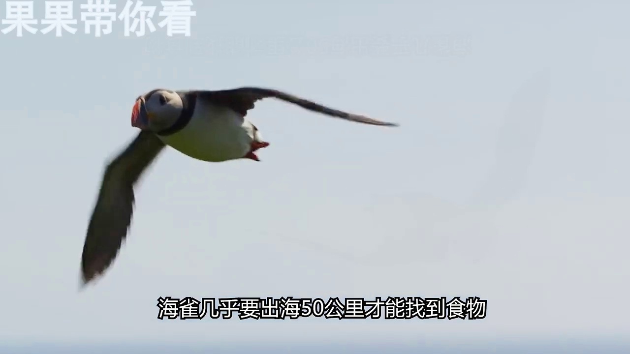 海鸥乔纳森