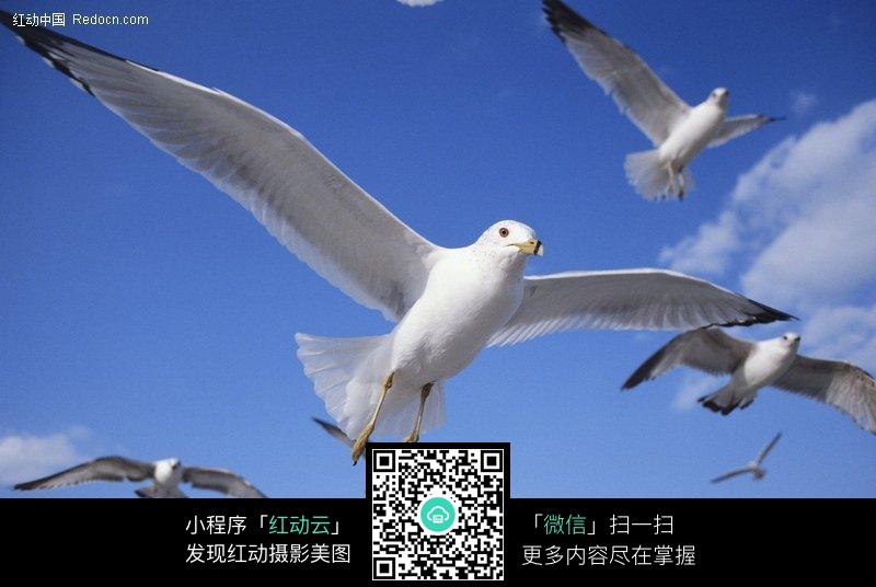 简笔画教程，如何绘制飞翔的海鸥