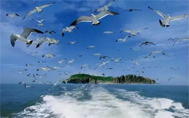 探秘海鸥的读音，从字面到韵律的美妙之旅