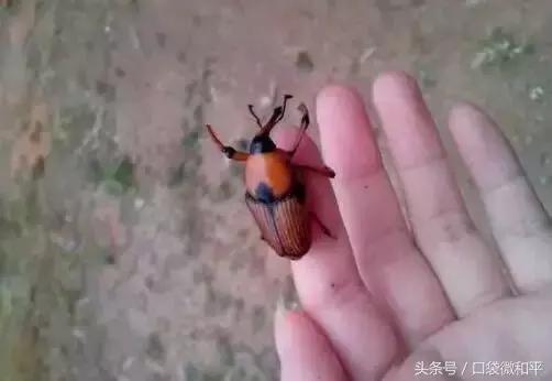 螳螂之舞，和平精英中的神秘生物——解析与欣赏