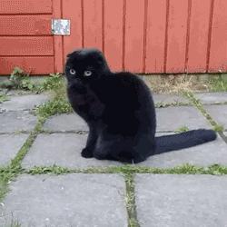 汽车发动机仓防猫妙招，守护爱车，远离喵星人的侵扰