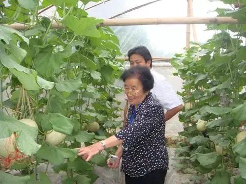 天下水果奶奶，免费资料背后的甜蜜故事天下水果奶奶资料网站