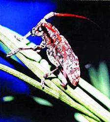 探索数字世界的奥秘，红五图库、天牛与97654的神秘之旅红五图库天牛图库天97654彩吧图裤