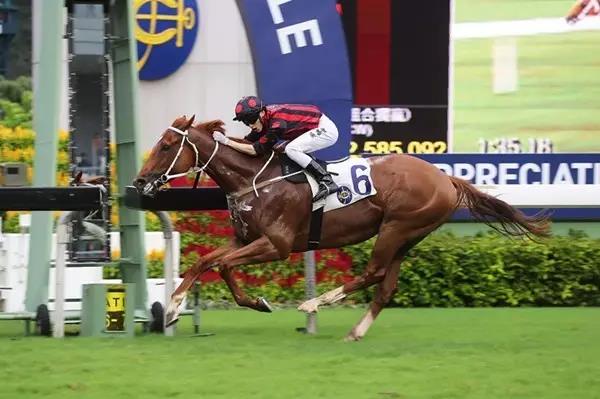 2019香港马会资料大全，免费资源与精彩赛事概览香港2021年马会资料大全