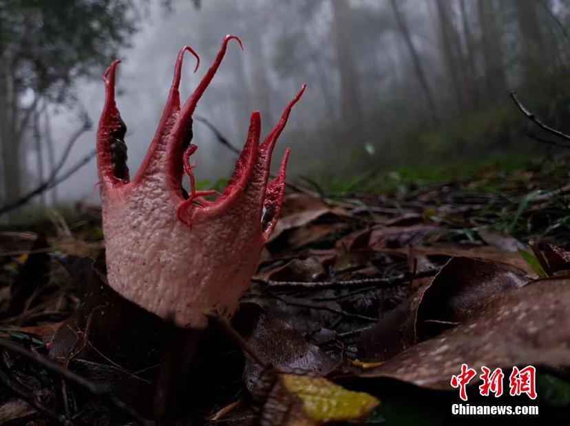 探索数字背后的奥秘，红五图库、天牛与97654的神秘之旅红五图库天牛图库天97654彩吧图裤